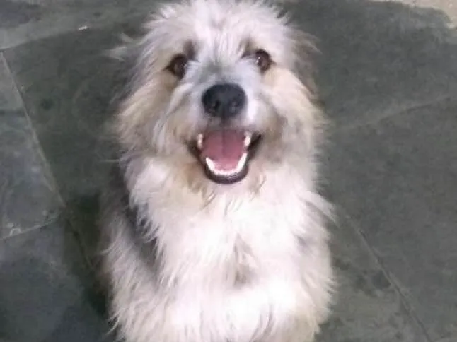 Cachorro ra a Indefinido idade 1 ano nome Tobias