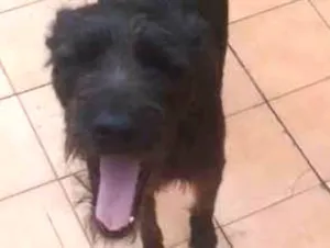 Cachorro raça srd idade 1 ano nome ESTRELA