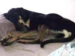 Cachorro raça Mistura com doberman idade 7 a 11 meses nome Pietra de Neve