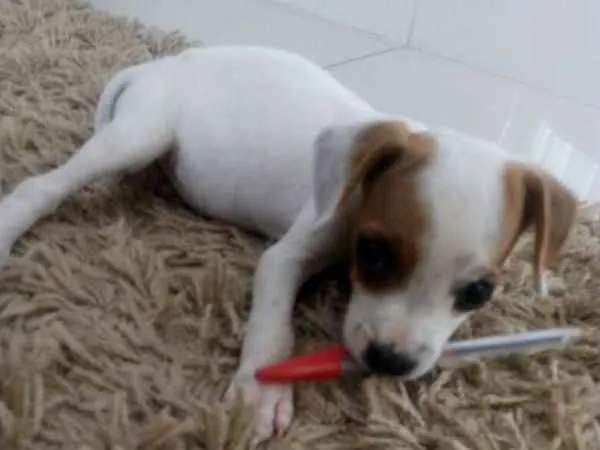 Cachorro ra a SRD idade Abaixo de 2 meses nome sem nome