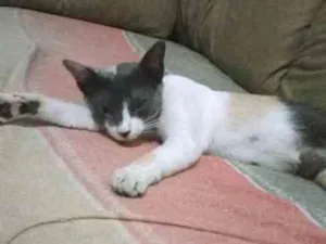 Gato raça  idade 7 a 11 meses nome Mell