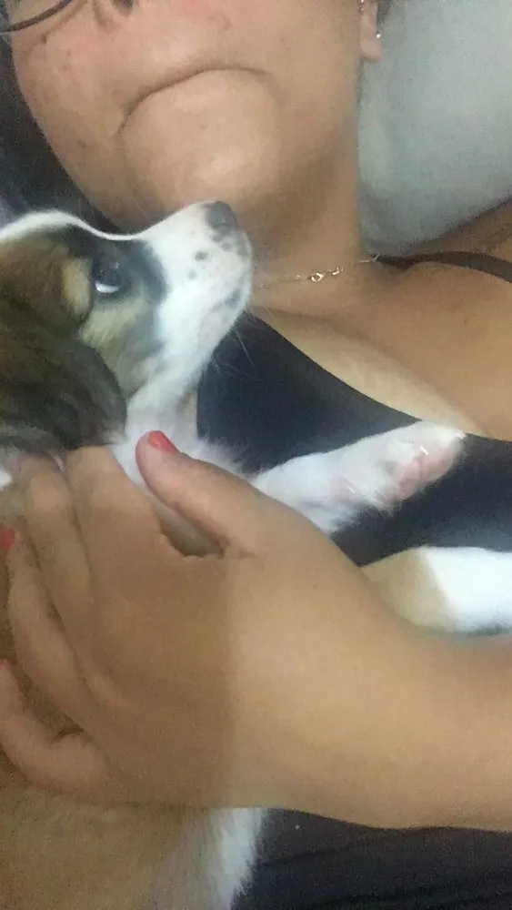 Cachorro raça  idade 2 a 6 meses nome Maya 