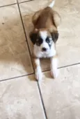 Maya 