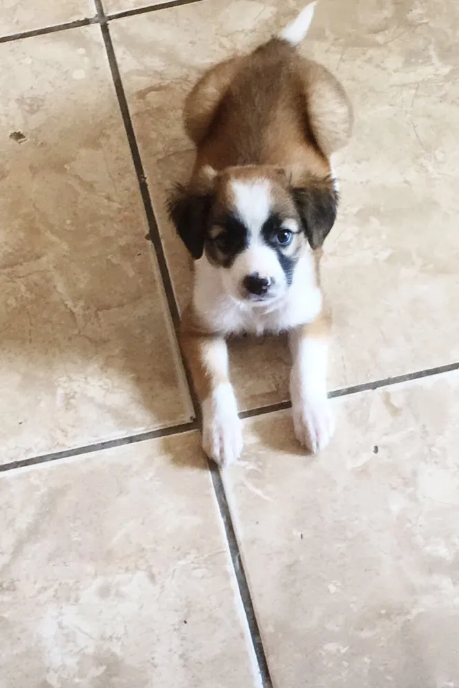 Cachorro raça  idade 2 a 6 meses nome Maya 