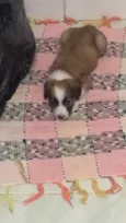 Maya 