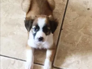 Cachorro raça  idade 2 a 6 meses nome Maya 
