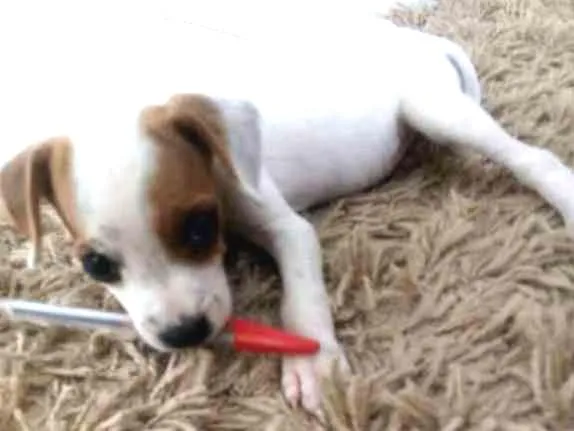 Cachorro ra a SRD idade Abaixo de 2 meses nome sem nome