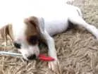 Cachorro raça SRD idade Abaixo de 2 meses nome sem nome