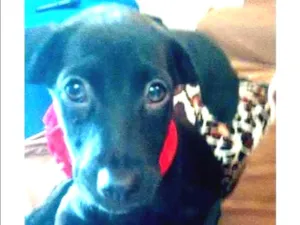 Cachorro raça sem raça idade 2 a 6 meses nome sem nome