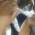 Maya
