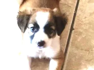 Cachorro raça Indefinido  idade Abaixo de 2 meses nome Maya