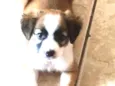 Maya