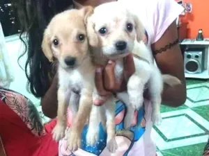 Cachorro raça Raça misturada idade 2 a 6 meses nome Ainda não tem  nome
