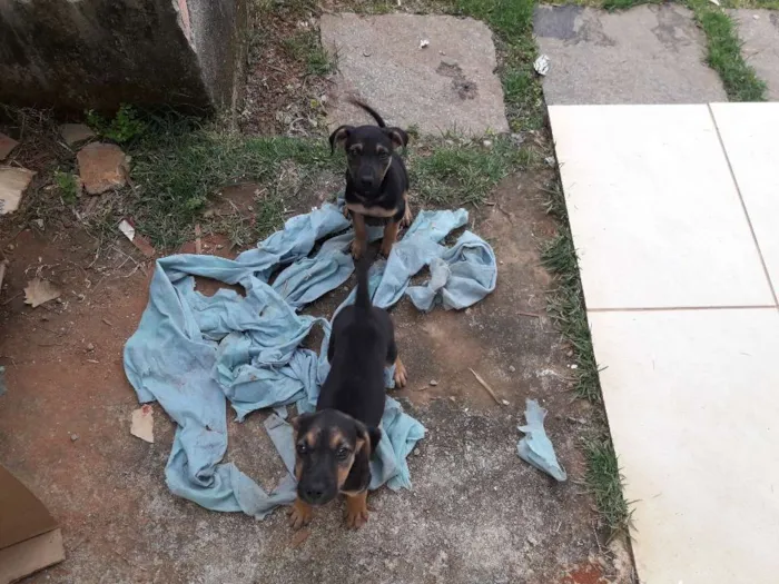 Cachorro raça Vira latas idade 2 a 6 meses nome Sem nomes