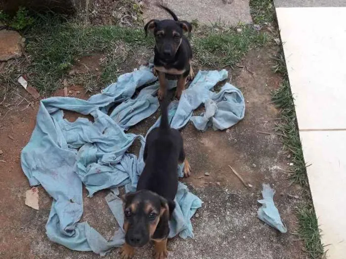 Cachorro raça Vira latas idade 2 a 6 meses nome Sem nomes