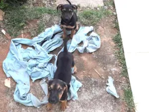 Cachorro raça Vira latas idade 2 a 6 meses nome Sem nomes