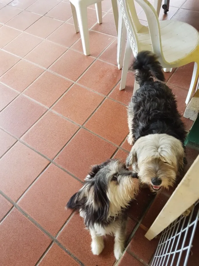Cachorro ra a SRD  idade  nome Valentino e Vitória 