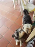 Valentino e Vitória