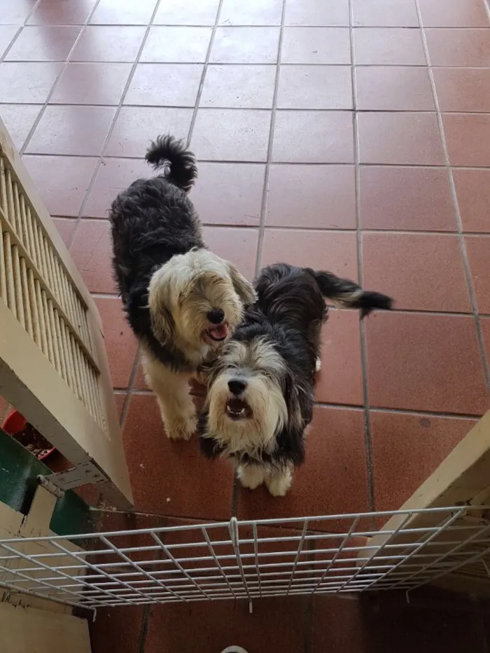 Cachorro ra a SRD  idade  nome Valentino e Vitória 