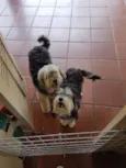 Valentino e Vitória