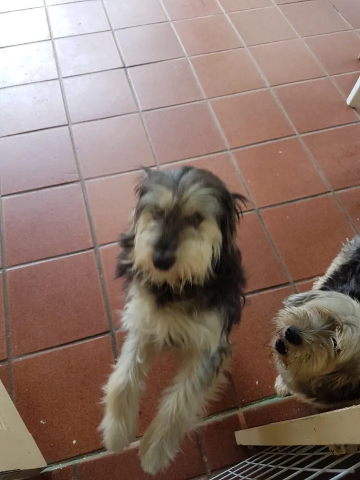 Cachorro ra a SRD  idade  nome Valentino e Vitória 