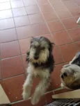 Valentino e Vitória