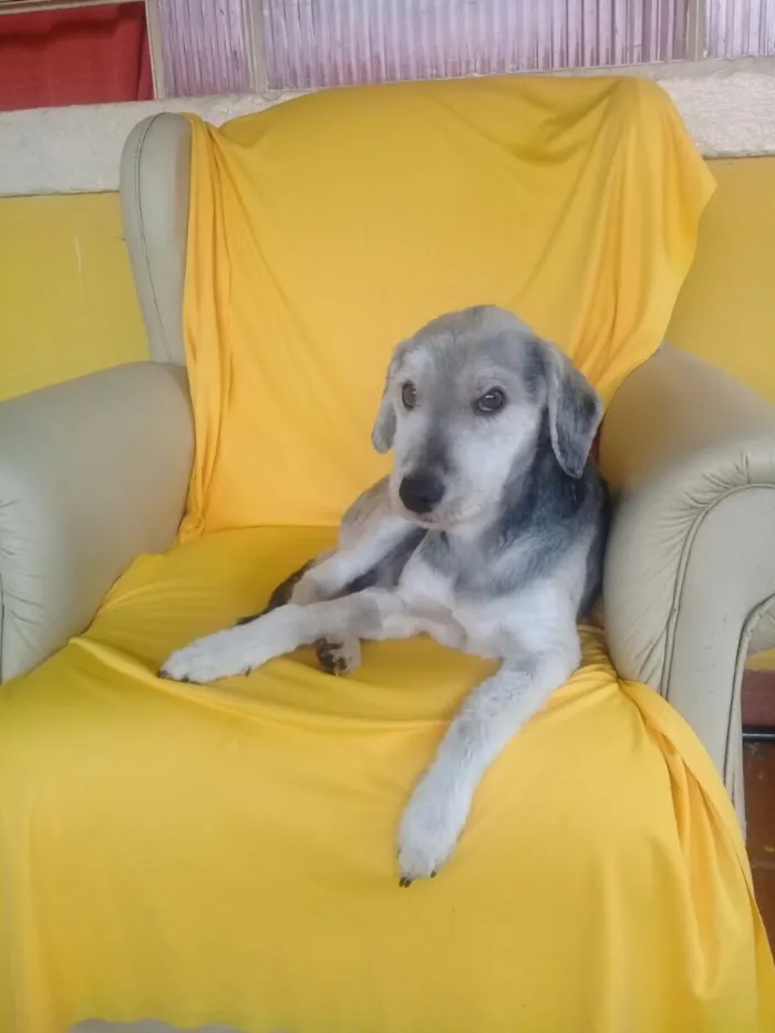 Cachorro ra a SRD  idade  nome Valentino e Vitória 