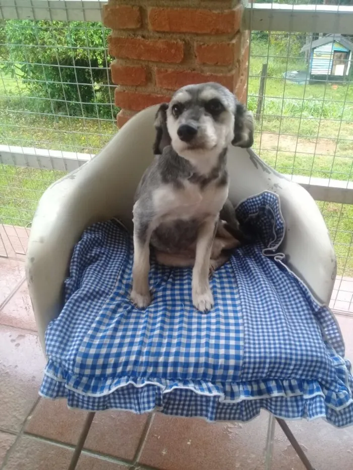 Cachorro ra a SRD  idade  nome Valentino e Vitória 