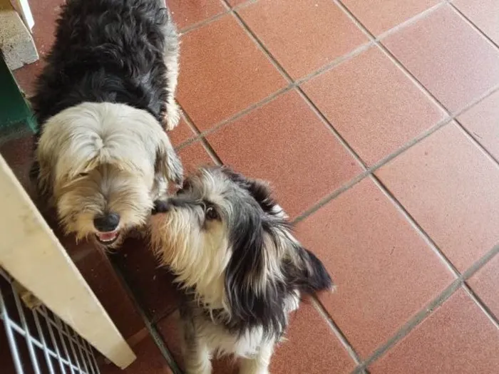 Cachorro ra a SRD  idade  nome Valentino e Vitória 