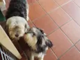 Valentino e Vitória
