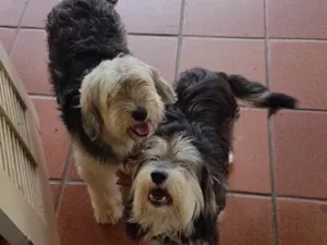 Cachorro raça SRD  idade  nome Valentino e Vitória 