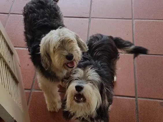 Cachorro ra a SRD  idade  nome Valentino e Vitória 