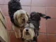 Valentino e Vitória