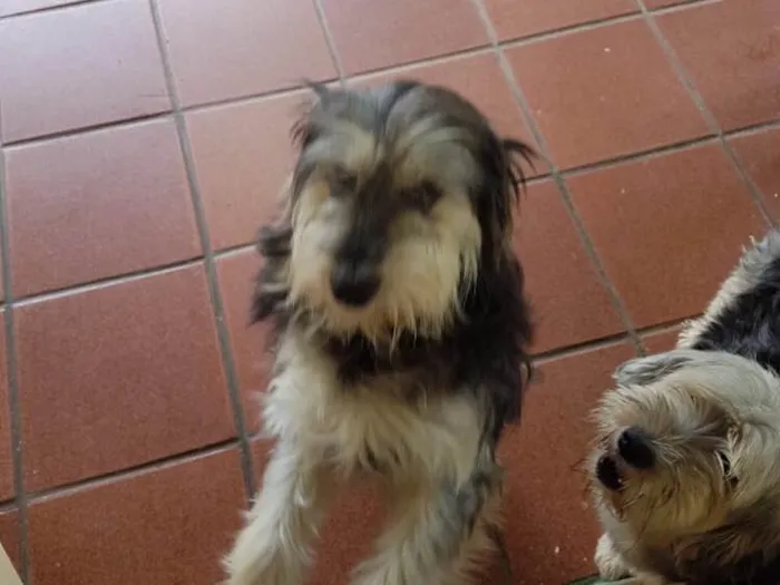 Cachorro ra a SRD  idade  nome Valentino e Vitória 