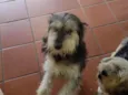 Valentino e Vitória