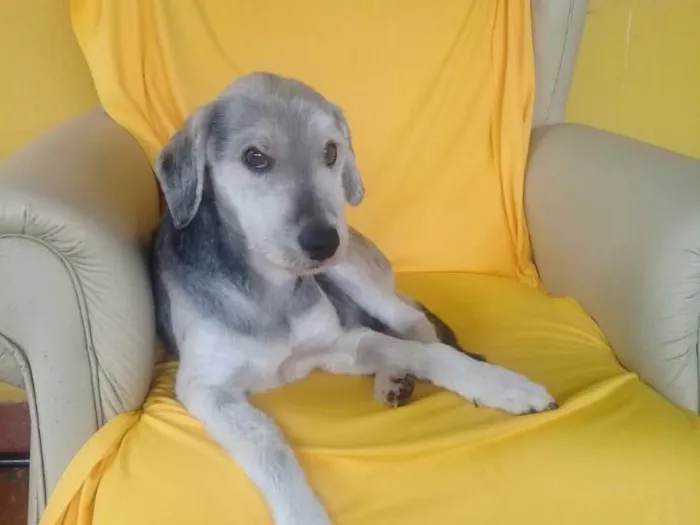 Cachorro ra a SRD  idade  nome Valentino e Vitória 