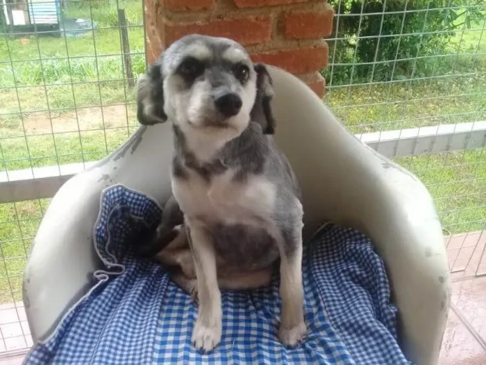 Cachorro ra a SRD  idade  nome Valentino e Vitória 