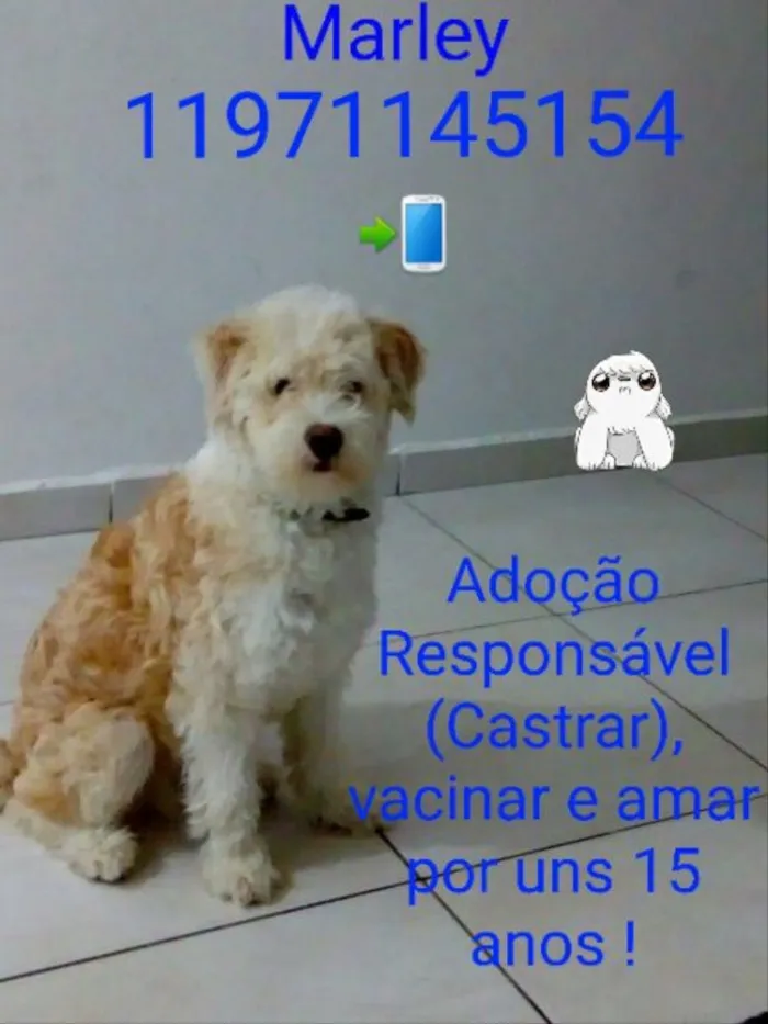 Cachorro ra a Parece mestiço Poodle idade 2 a 6 meses nome Marley 