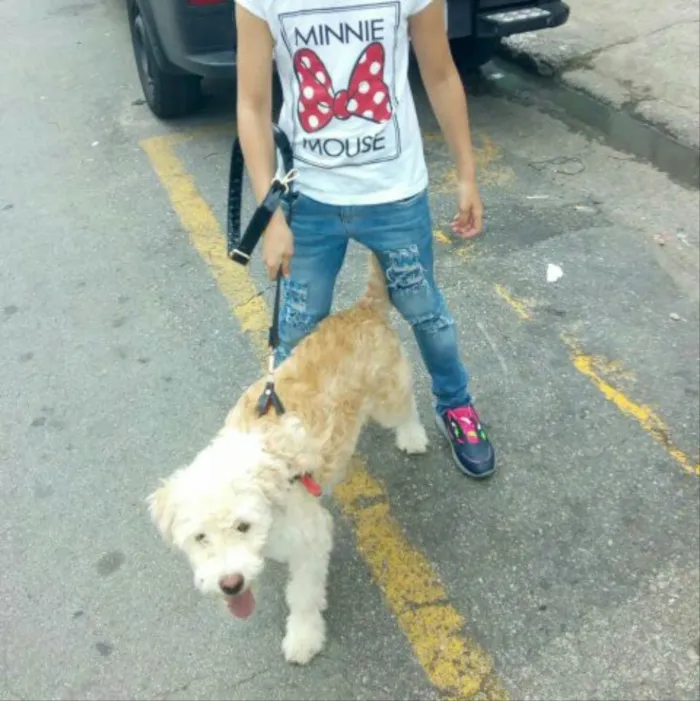 Cachorro ra a Parece mestiço Poodle idade 2 a 6 meses nome Marley 