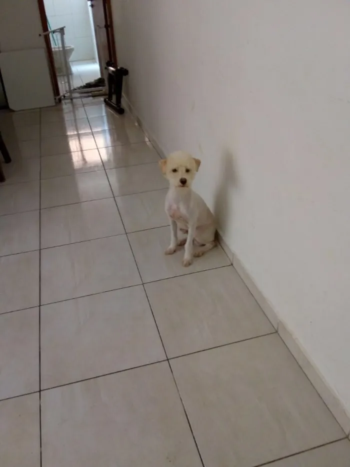 Cachorro ra a Parece mestiço Poodle idade 2 a 6 meses nome Marley 