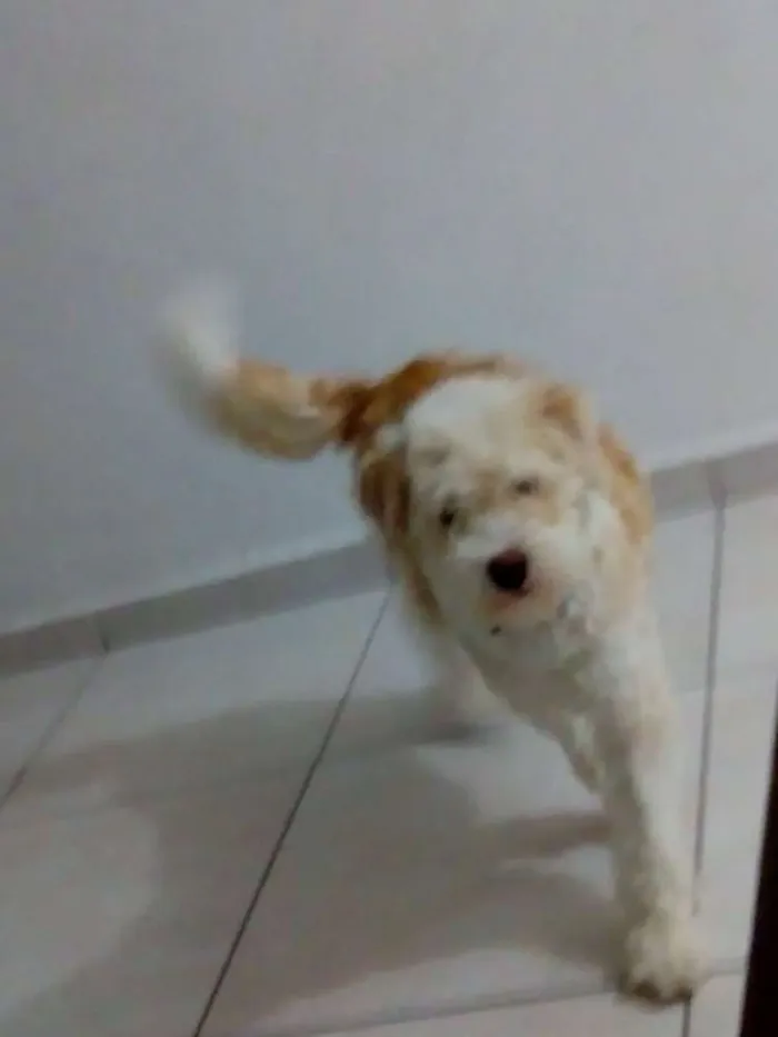 Cachorro ra a Parece mestiço Poodle idade 2 a 6 meses nome Marley 