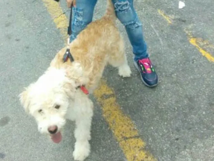 Cachorro ra a Parece mestiço Poodle idade 2 a 6 meses nome Marley 