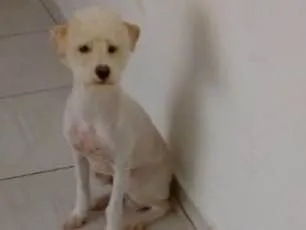 Cachorro ra a Parece mestiço Poodle idade 2 a 6 meses nome Marley 