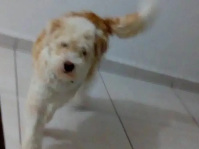 Cachorro ra a Parece mestiço Poodle idade 2 a 6 meses nome Marley 