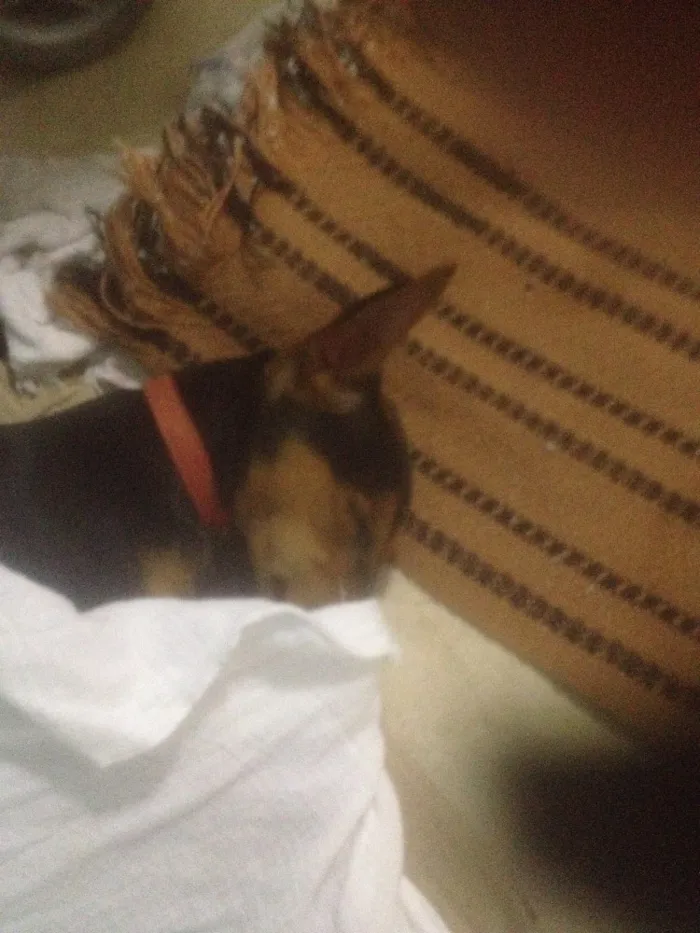Cachorro ra a Pinscher misturado dobermam  idade 1 ano nome Baby 