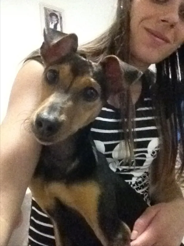 Cachorro ra a Pinscher misturado dobermam  idade 1 ano nome Baby 