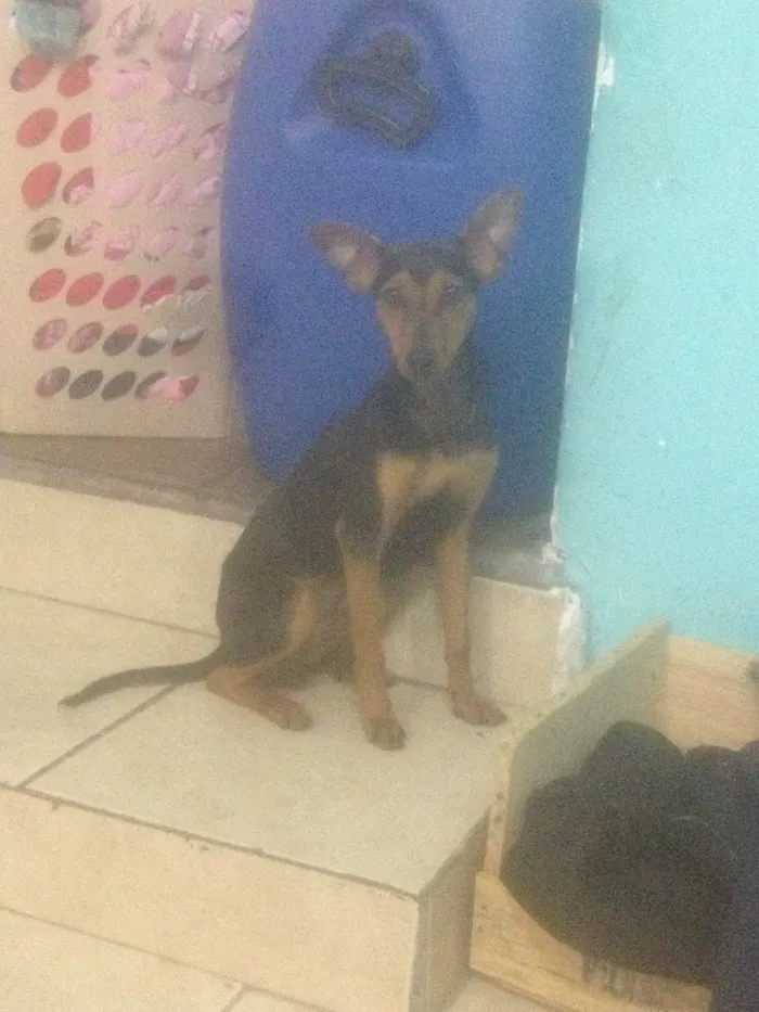 Cachorro ra a Pinscher misturado dobermam  idade 1 ano nome Baby 