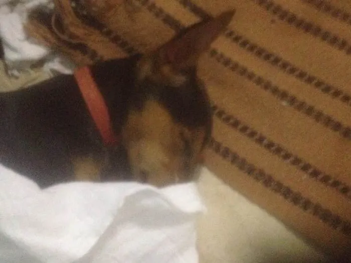 Cachorro ra a Pinscher misturado dobermam  idade 1 ano nome Baby 