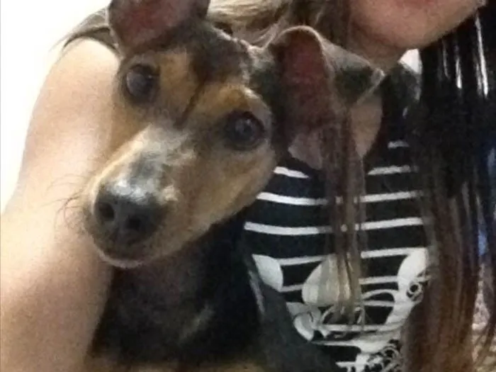 Cachorro ra a Pinscher misturado dobermam  idade 1 ano nome Baby 