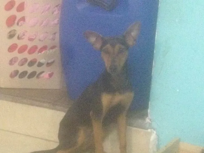Cachorro ra a Pinscher misturado dobermam  idade 1 ano nome Baby 